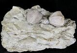 Multiple Blastoid (Pentremites) Plate - Illinois #20856-1